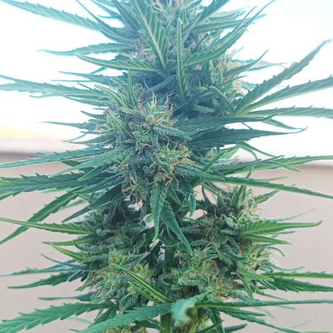 Twin lights growlog timeline photo