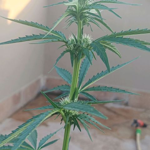 Runtz baby runtz growlog timeline photo