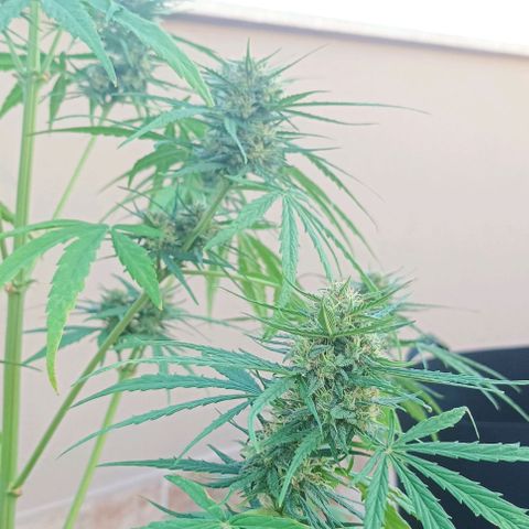 Twin lights growlog timeline photo
