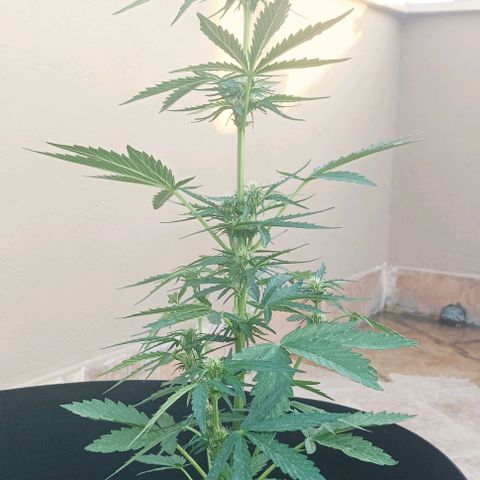 Runtz baby runtz growlog timeline photo