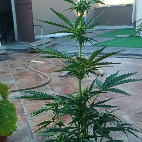 Runtz baby runtz growlog timeline photo