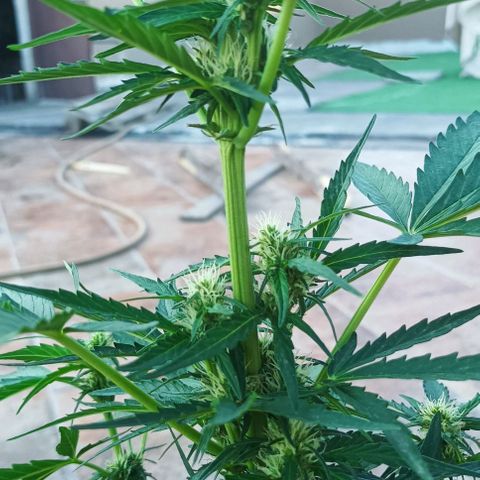 Runtz baby runtz growlog timeline photo