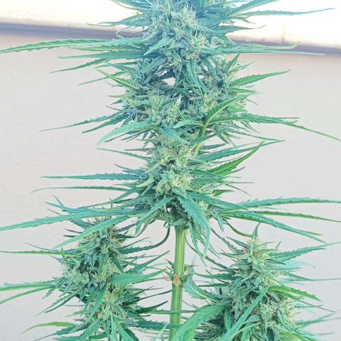 Twin lights growlog timeline photo