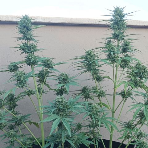 Twin lights growlog timeline photo