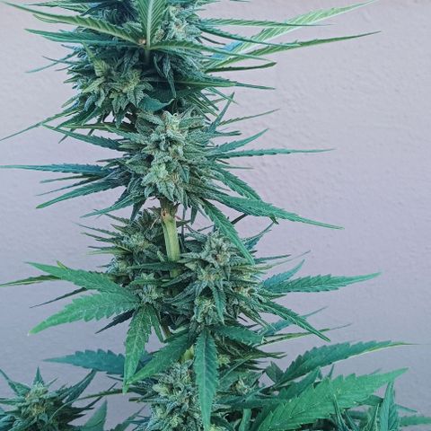 Twin lights growlog timeline photo