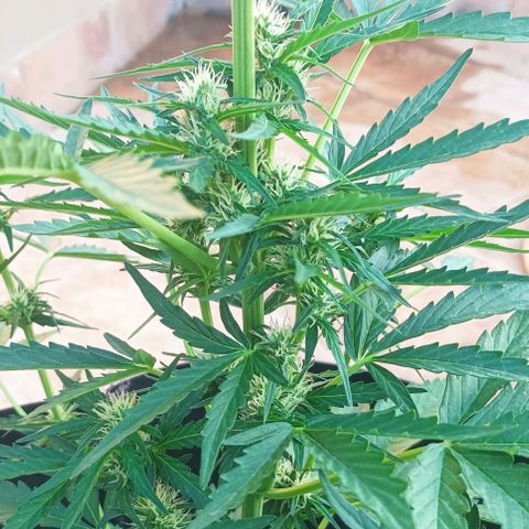 Runtz baby runtz growlog timeline photo