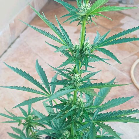 Runtz baby runtz growlog timeline photo