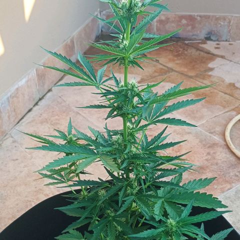 Runtz baby runtz growlog timeline photo