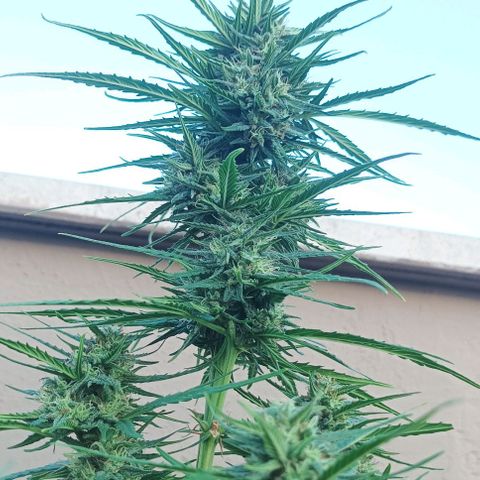 Twin lights growlog timeline photo