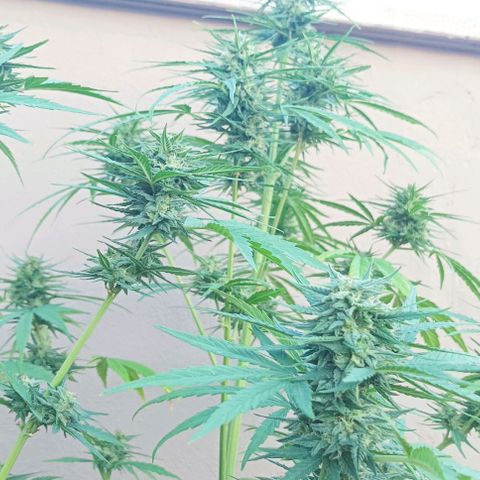 Twin lights growlog timeline photo