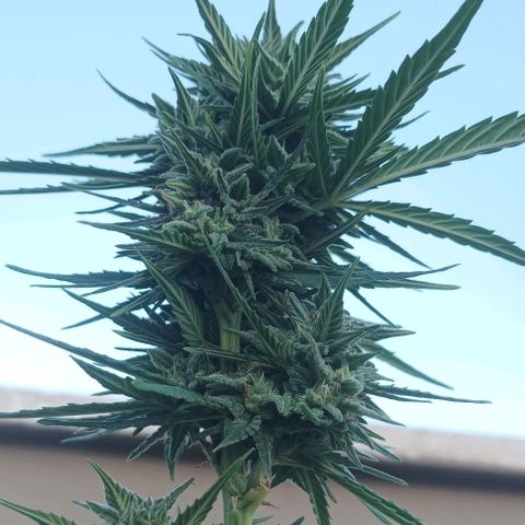 Twin lights growlog timeline photo