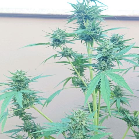 Twin lights growlog timeline photo
