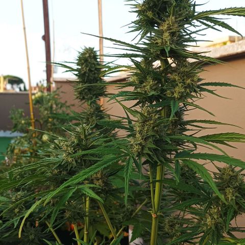 Twin lights growlog timeline photo