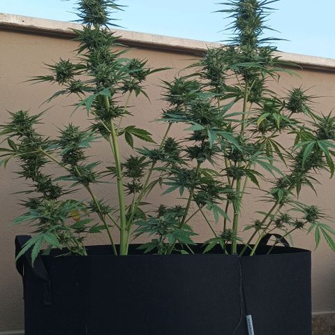Twin lights growlog timeline photo