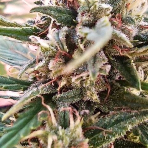 Twin lights growlog timeline photo