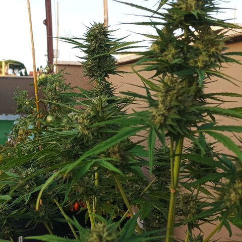 Twin lights growlog timeline photo