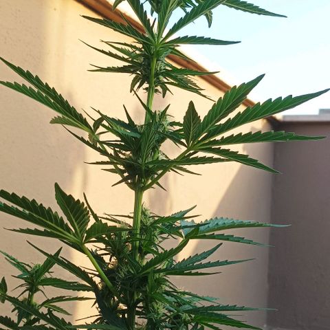Runtz baby runtz growlog timeline photo