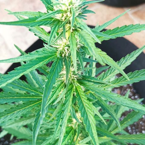 Runtz baby runtz growlog timeline photo
