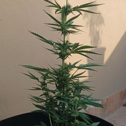 Runtz baby runtz growlog timeline photo