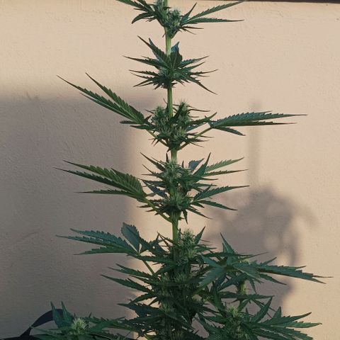 Runtz baby runtz growlog timeline photo