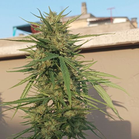 Twin lights growlog timeline photo