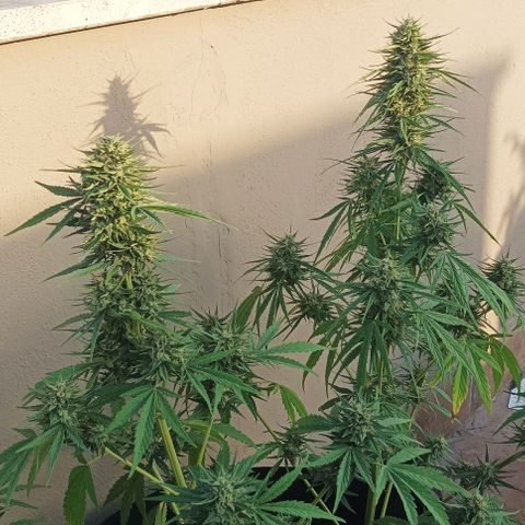 Twin lights growlog timeline photo