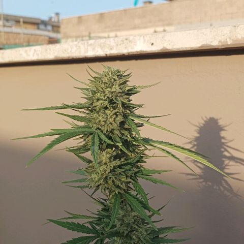 Twin lights growlog timeline photo
