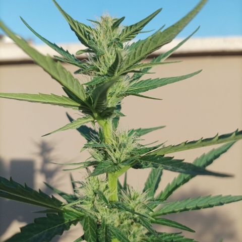 Runtz baby runtz growlog timeline photo