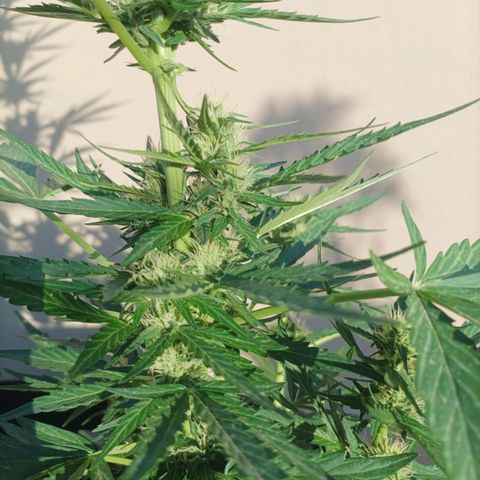 Runtz baby runtz growlog timeline photo