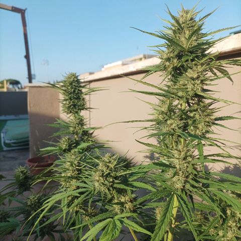 Twin lights growlog timeline photo