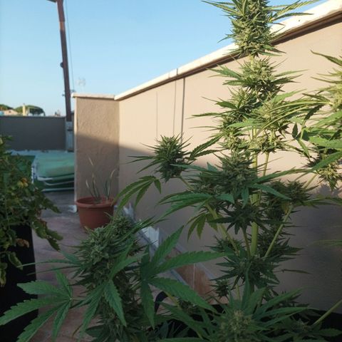 Twin lights growlog timeline photo