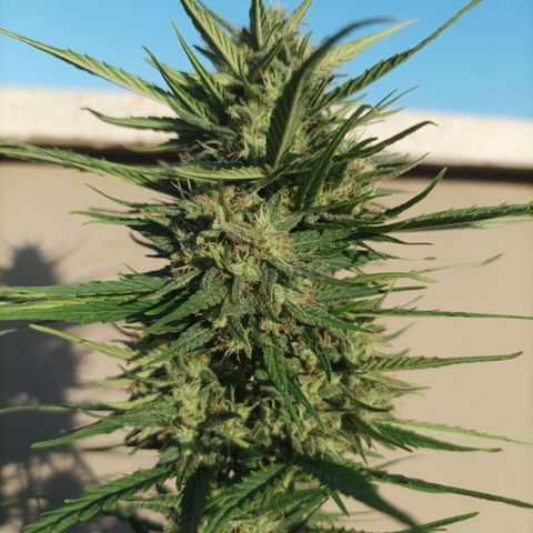 Twin lights growlog timeline photo
