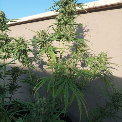 Twin lights growlog timeline photo