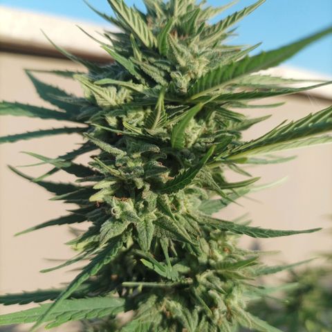 Twin lights growlog timeline photo