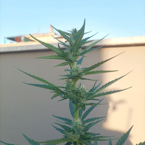 Runtz baby runtz growlog timeline photo