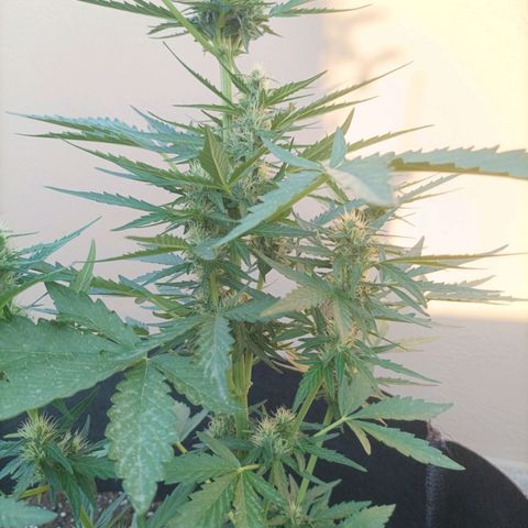 Runtz baby runtz growlog timeline photo