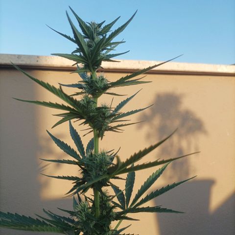 Runtz baby runtz growlog timeline photo