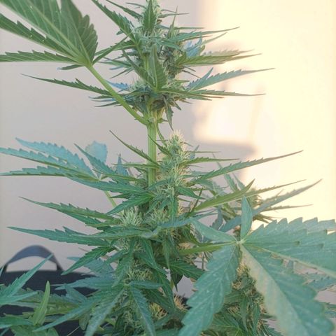 Runtz baby runtz growlog timeline photo