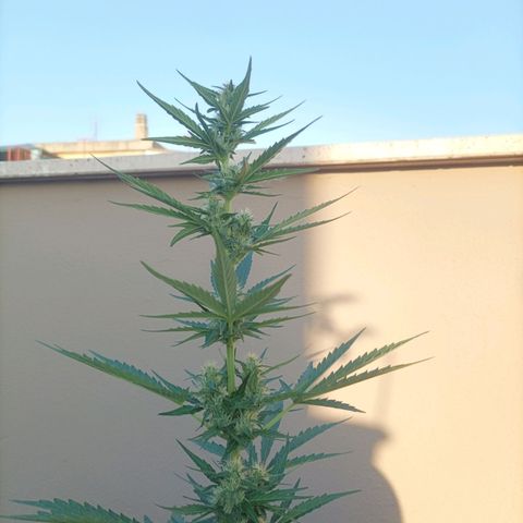 Runtz baby runtz growlog timeline photo