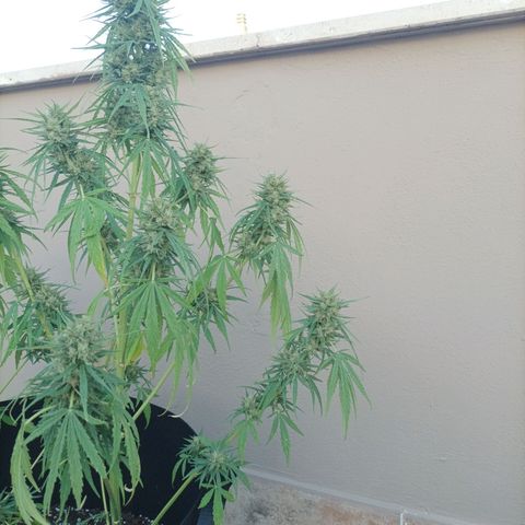 Twin lights growlog timeline photo