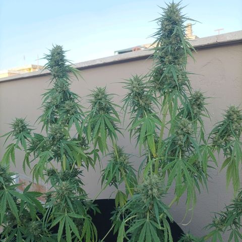 Twin lights growlog timeline photo