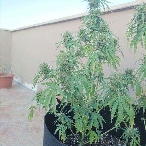 Twin lights growlog timeline photo