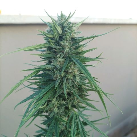 Twin lights growlog timeline photo