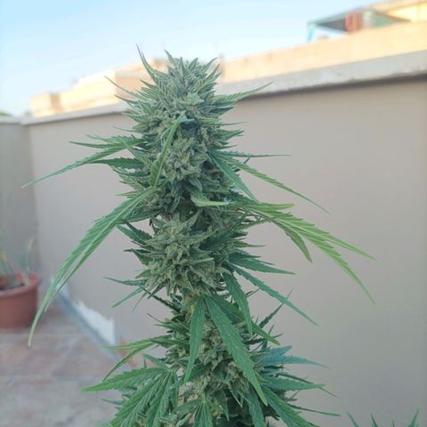 Twin lights growlog timeline photo