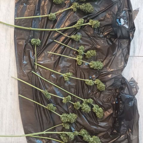 Twin lights growlog timeline photo