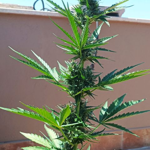 Runtz baby runtz growlog timeline photo