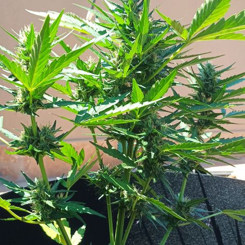Runtz baby runtz growlog timeline photo