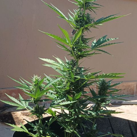 Runtz baby runtz growlog timeline photo