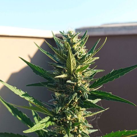 Runtz baby runtz growlog timeline photo