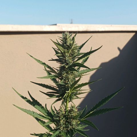 Runtz baby runtz growlog timeline photo